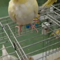 عروس هلندی نر