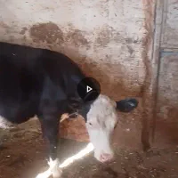 گاو ماده