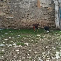 مرغ لاری