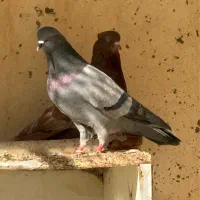 کبوتر کفتر
