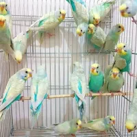 انوا نژاد مرغ عشق رنگین کمانی و انگلیسی