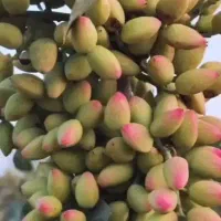 نمایندگی کود فروت‌ست ۱۴ عنصره کروا سبوسیب