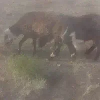 شیشک قوچ پلنگی و قزل افشار‌ ذات دار کوهی