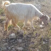 بز جوان|حیوانات مزرعه|بدره, |دیوار