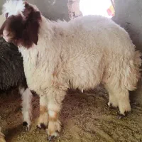 بره پروار