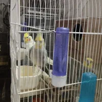 عروس هلندی نر صحبت کن