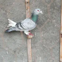 کبوتر شهرستان