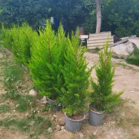کامیس و لاوسون با انواع گل