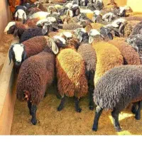 ٪10تخفیف/گوسفند زنده/تضمینی نصفه گوشت+شکم خالی