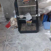 قفس کاسکو