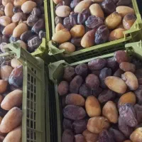 رطب کبکاب تازه