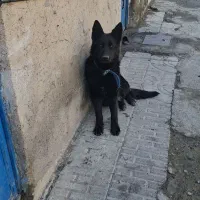سگ ژرمن شپرد بلک