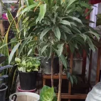 گلهای طبیعی شاداب و زیبا