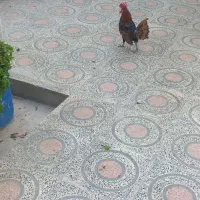 خروس چینی اصل