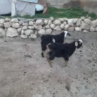 دوعدد بز غاله نر ماده