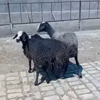 میش جملی شال