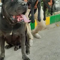 توله کین کورسوپسر و دختردوماهه با مدارک
