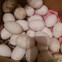 تخم غاز 30عدد