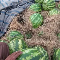 هندوانه لوکس