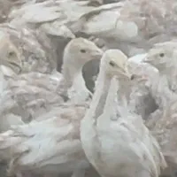 بوقلمون بریون