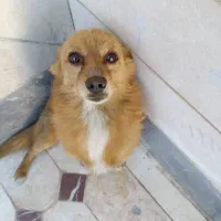 سگ اشپیدز روباهی