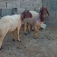 کاور ورن