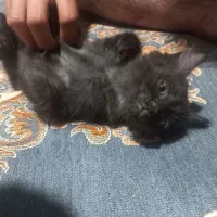 واگزاری بچه گربه ۳ ماهه برنگ قهوه ای تیره