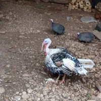 فروش بوقلمون ومرغ شاخ دار