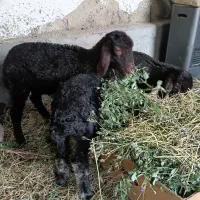سه تا بره ماده قهوه