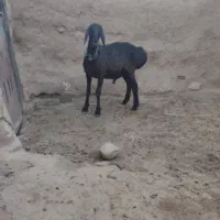 بره نر قوچی
