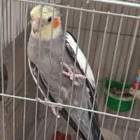 یک جفت عروس هلندی سخنگو با جوجه