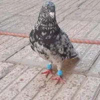 هفترنگ دم سفید