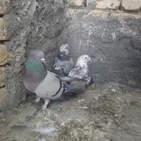 کبوترپربدردبخور