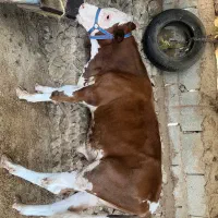 گوساله سیمینتال۷ماهه
