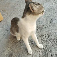 گربه واگزاری