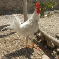فروش خروس