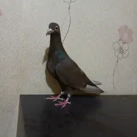 ۲عدد کبوتر یک شهرستانی مسافتی یک کله دم سبز