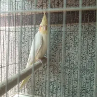 عروس هلندی دونسته با تخم جوجه