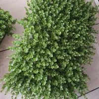 فنس  یا گرین  وال