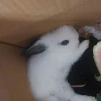 خرگوش خوشگل و شیطون بامزه