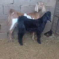 بزوبیگ  جوان