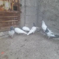 ۳ جفت شیخ .۴عدد ماده تهرانی .ماده یال سیاه.