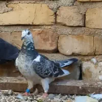 کبوتر رنگی کشکی سبز ..گوره