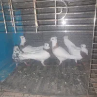 سایر
