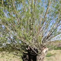 خرید کنده و چوب درختی