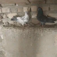 کفتر پرشی فوری