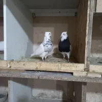 کفتر طوقی زرین