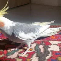 عروس هلندی دستی نر