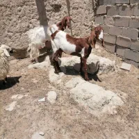 جفت بز مری شیرده