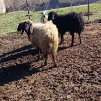 550000000|حیوانات مزرعه|سیلوانه, |دیوار